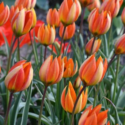 tulipa-whittallii