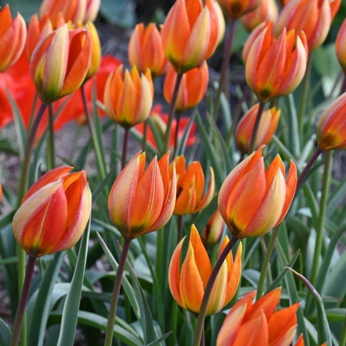 Tulipa whittallii plant