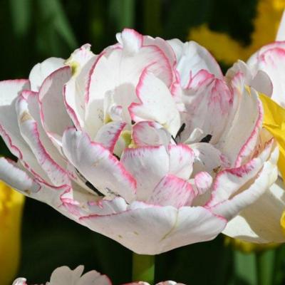 tulipa-wild-romance