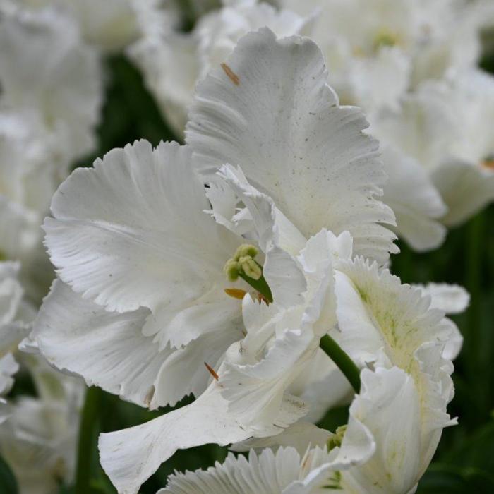 Tulipa 'Witte Rebel' plant