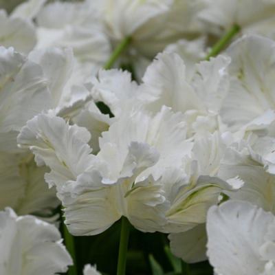 tulipa-witte-rebel