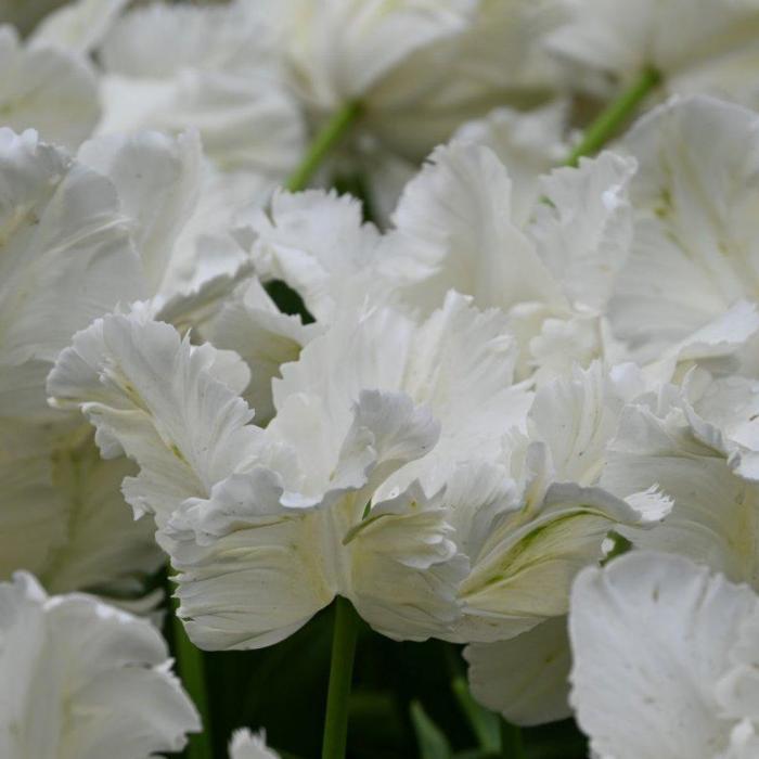 Tulipa 'Witte Rebel' plant