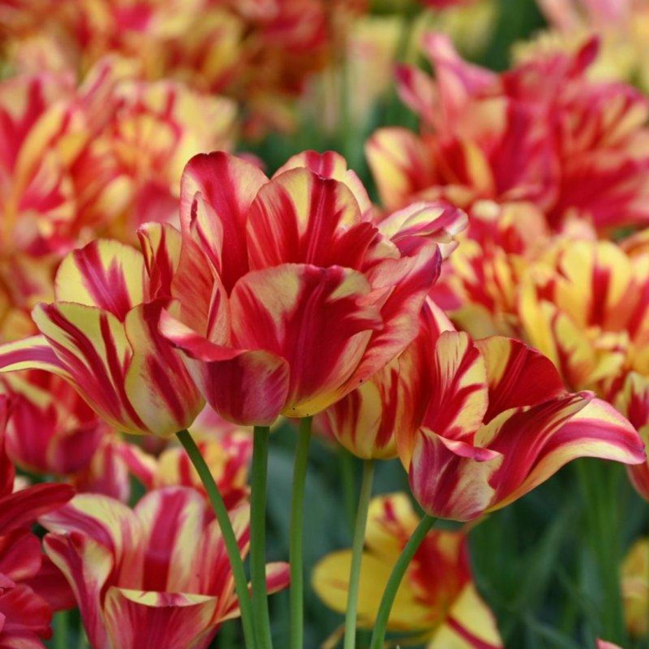 Tulipa 'Wonder Club' plant
