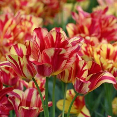 tulipa-wonder-club