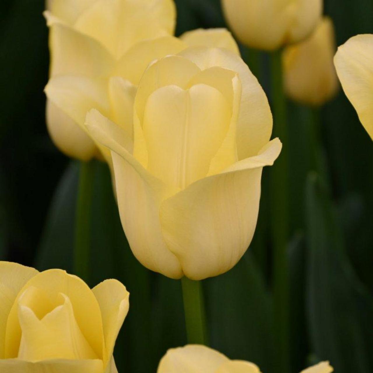 Tulipa 'World Friendship' plant