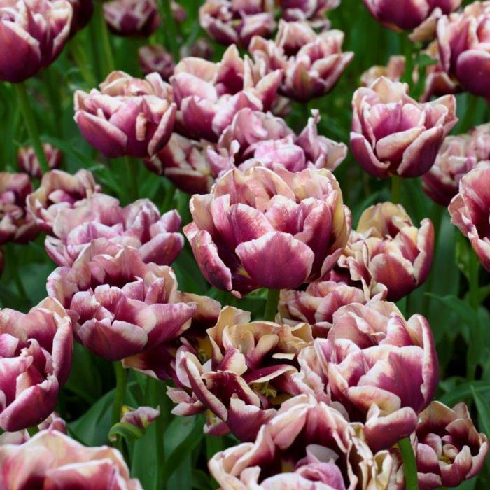Tulipa 'Wyndham' plant