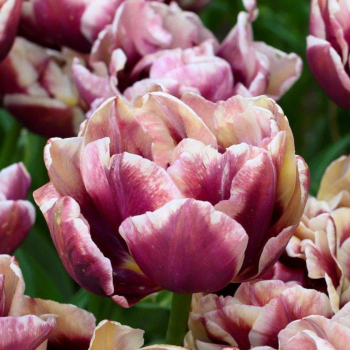 Tulipa 'Wyndham' plant