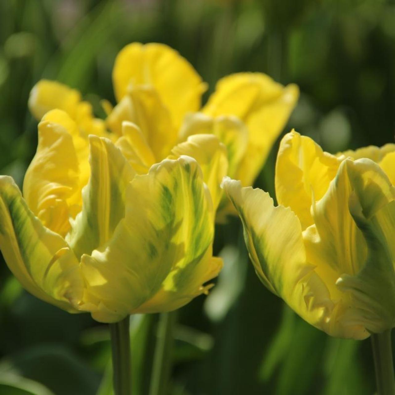 Tulipa 'Yellow Madonna'  plant