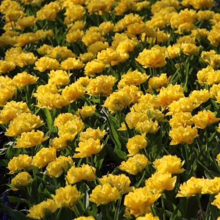 Tulipa 'Yellow Pompenette' plant