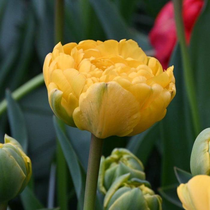 Tulipa 'Yellow Pompenette' plant