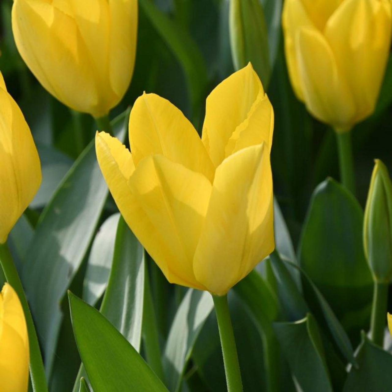 Tulipa 'Yellow Purissima' plant