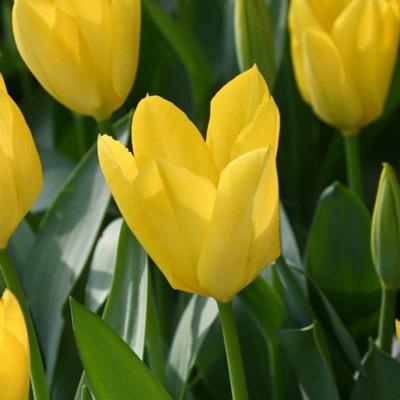 tulipa-yellow-purissima