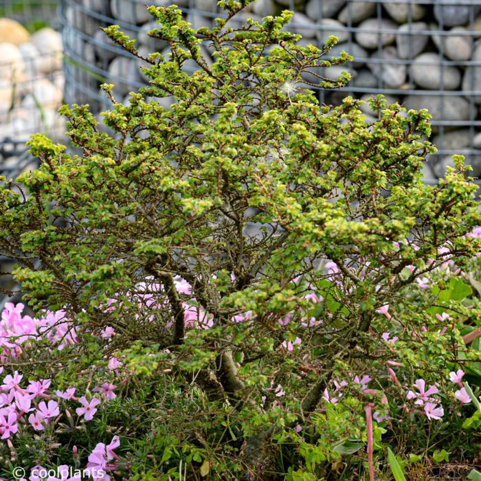 Ulmus parvifolia 'Hokkaido' plant