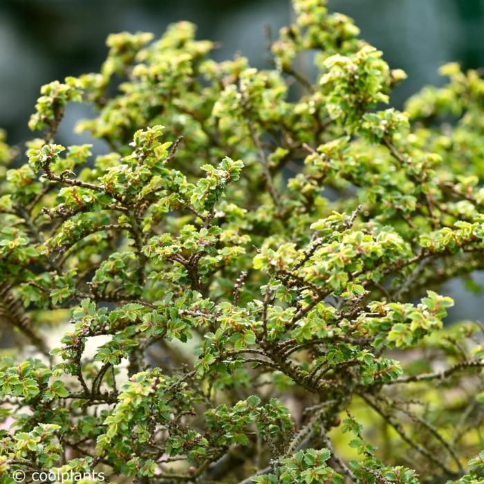 Ulmus parvifolia 'Hokkaido' plant