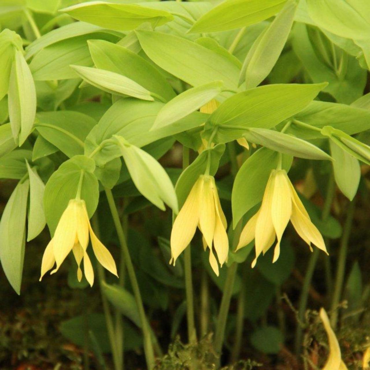 Uvularia grandiflora 'Pallida' plant