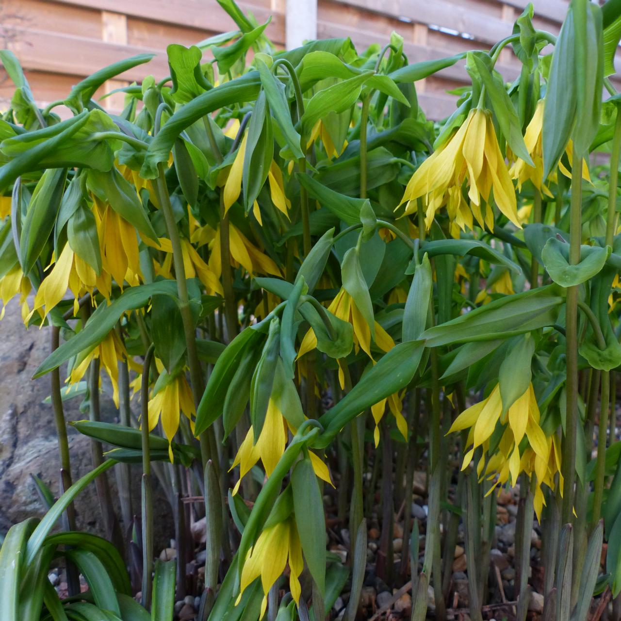 Uvularia grandiflora plant