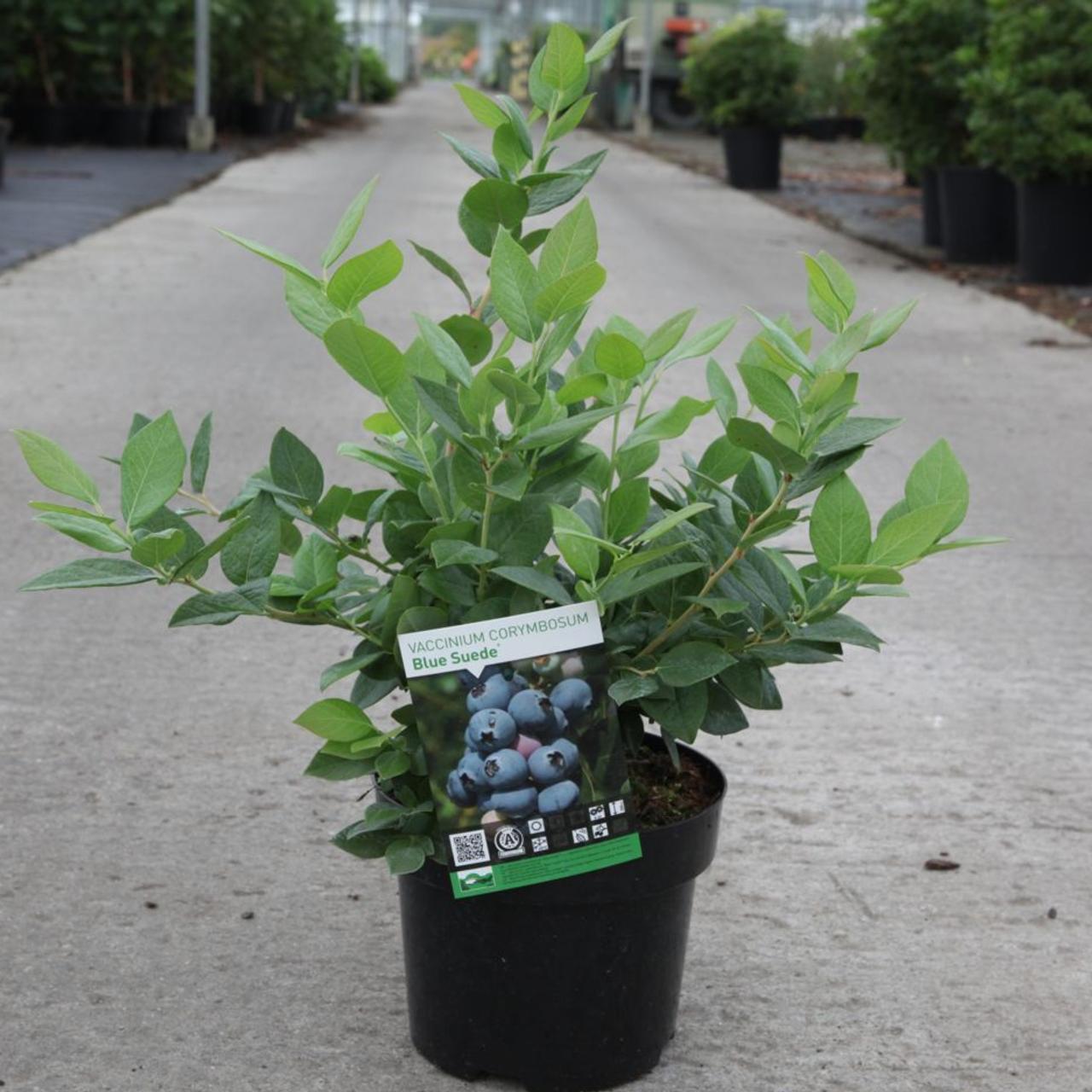 Vaccinium corymbosum 'Blue Suede' plant