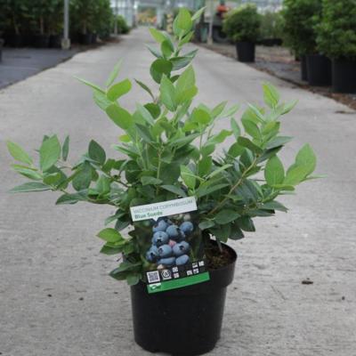 vaccinium-corymbosum-blue-suede