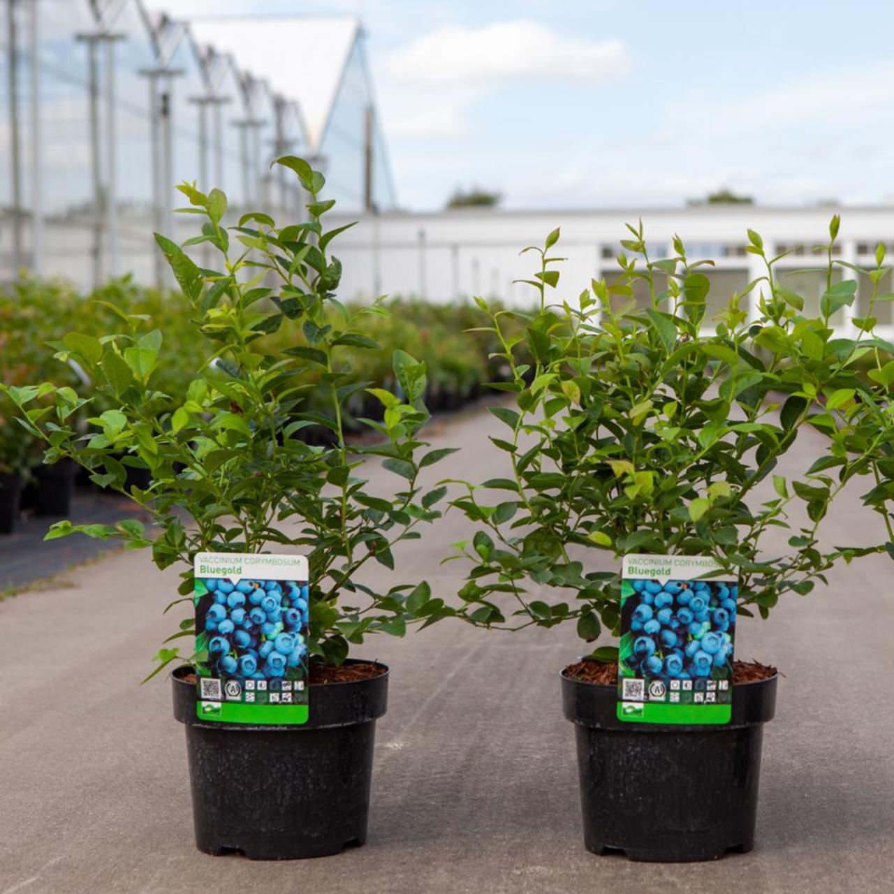 Vaccinium corymbosum 'Bluegold' plant