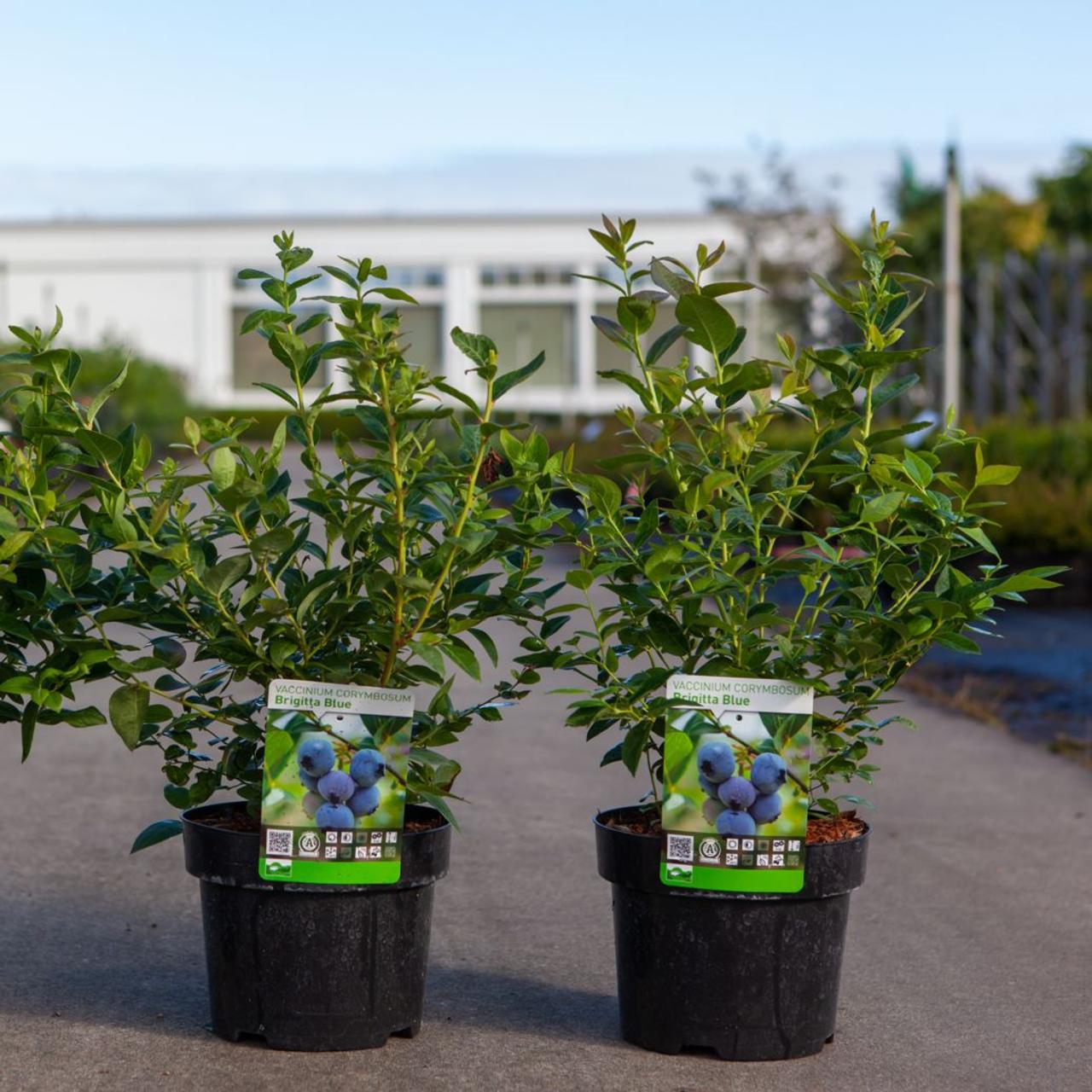 Vaccinium corymbosum 'Brigitta Blue' plant