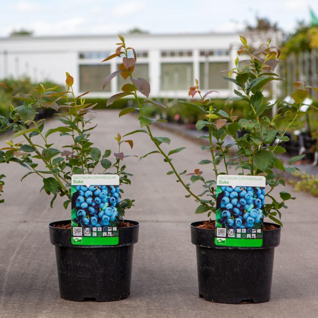 Vaccinium corymbosum 'Duke' plant