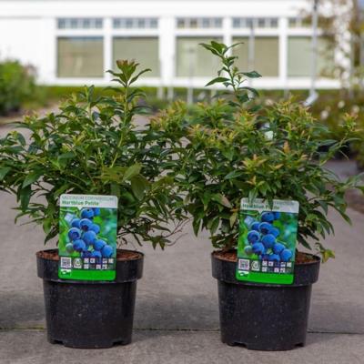 vaccinium-corymbosum-hortblue-petite