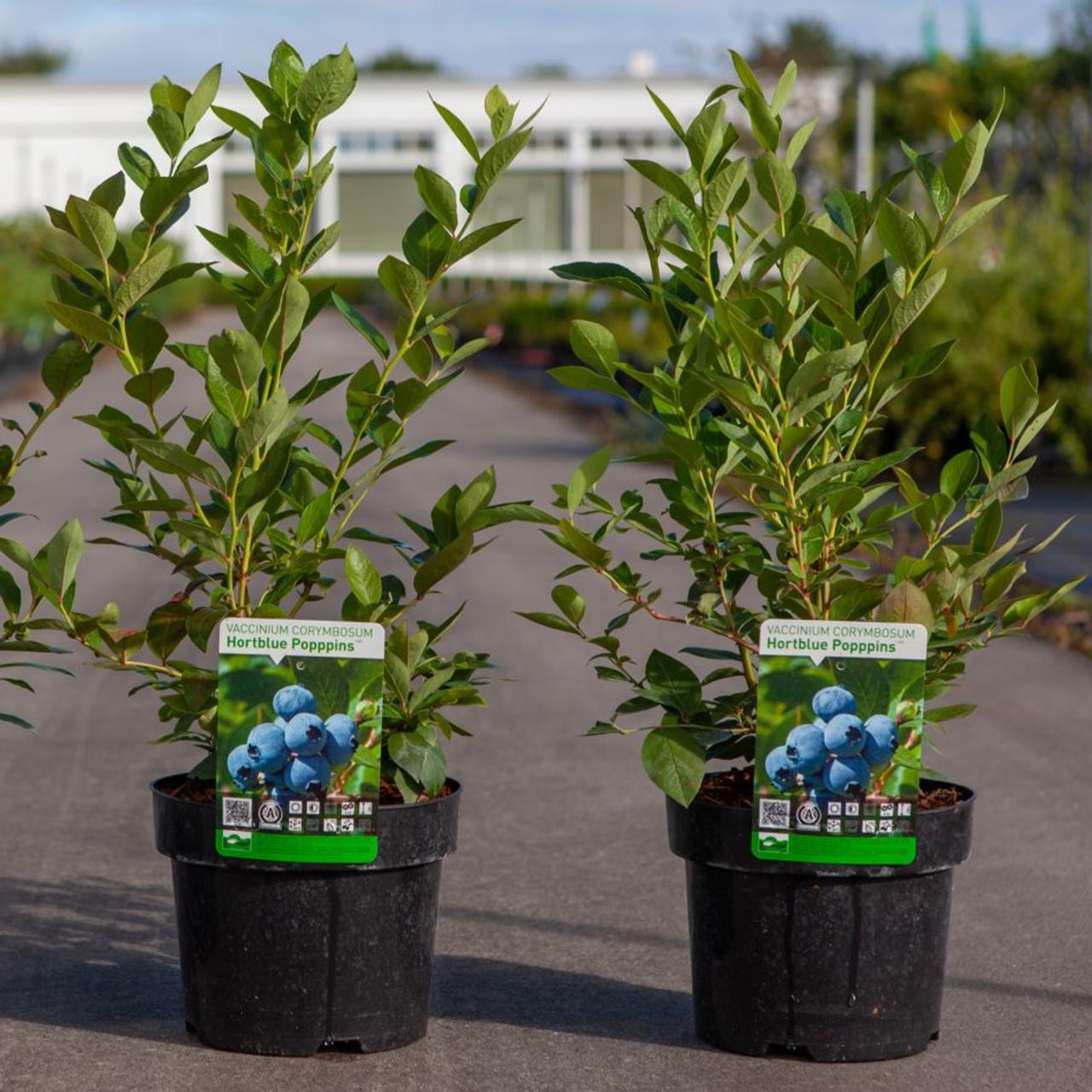 Vaccinium corymbosum 'Hortblue Poppins' plant