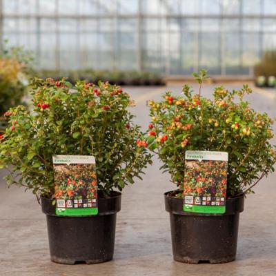 vaccinium-vitisidaea-fireballs