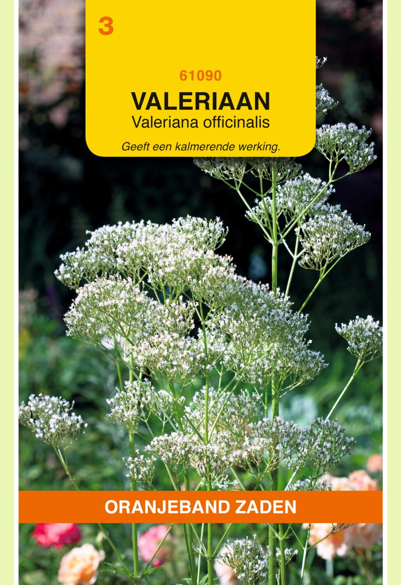 Valeriana officinalis plant