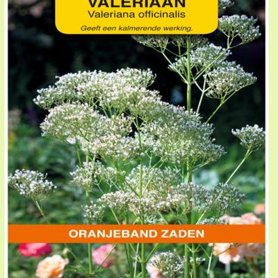 valeriana-officinalis