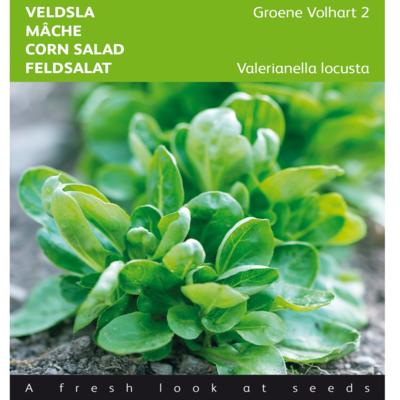 valerianella-locusta-groene-volhart-2