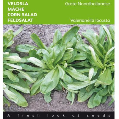 valerianella-locusta-grote-noordhollandse