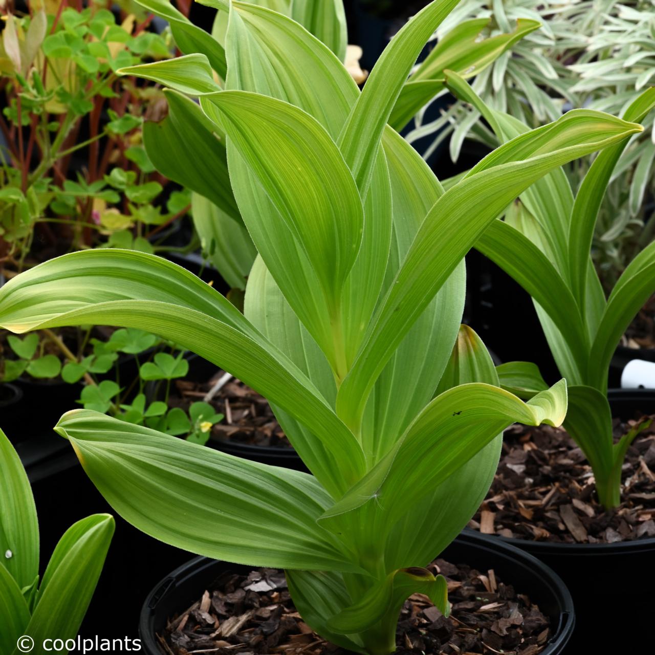 Veratrum album plant