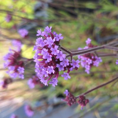 verbena-bonariensis-lollipop