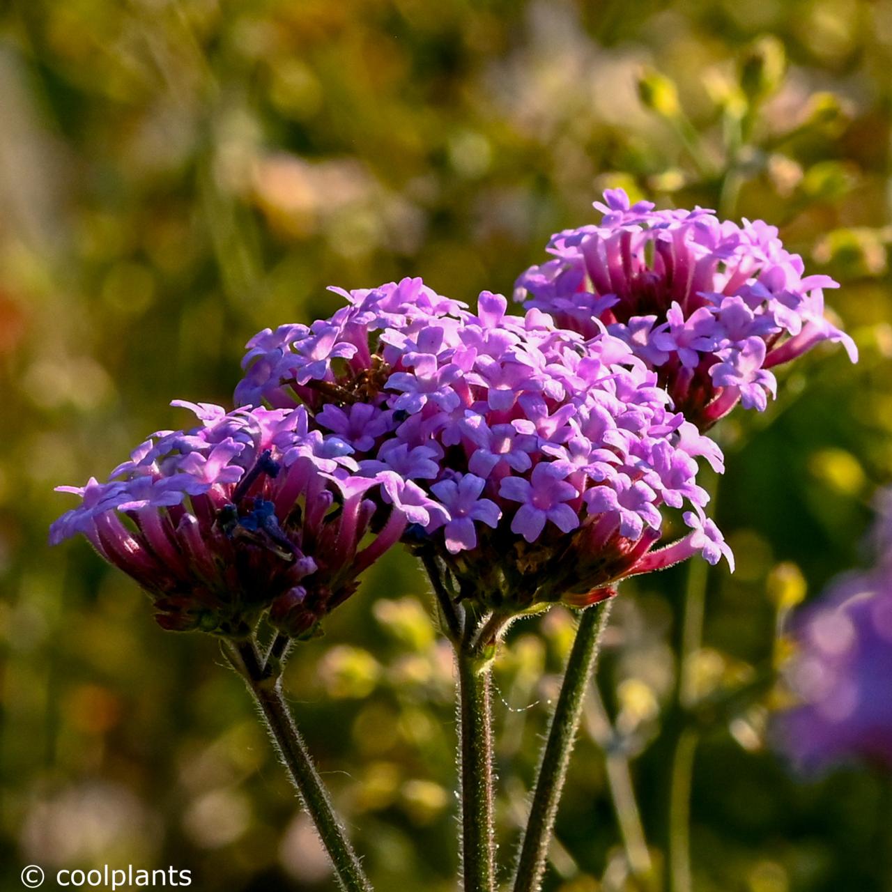 Verbena bonariensis 'Vanity' plant