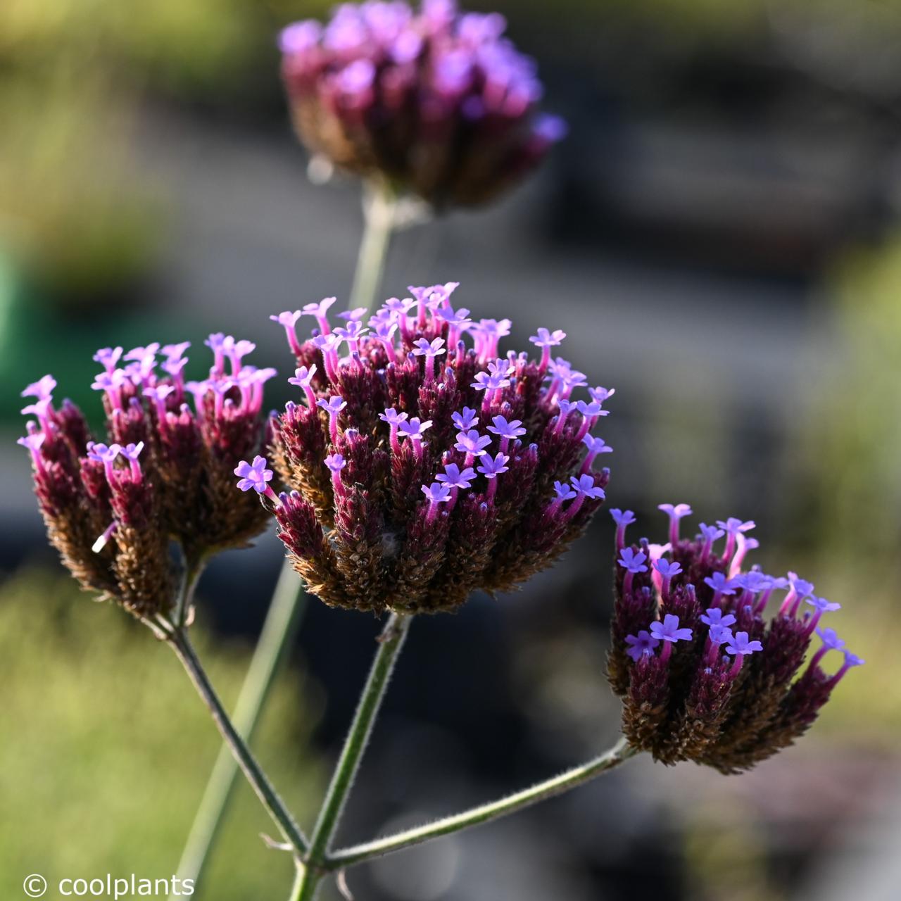 Verbena bonariensis plant