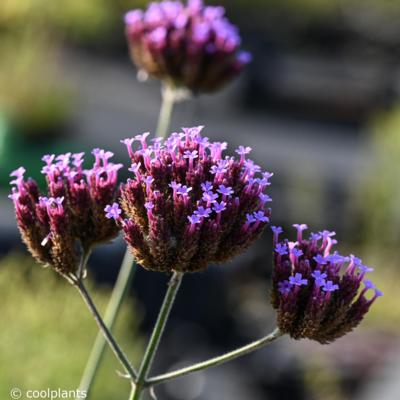 verbena-bonariensis