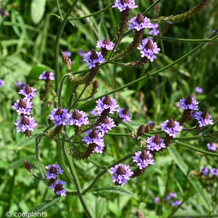 Verbena macdougalii 'Lavender Spires' plant