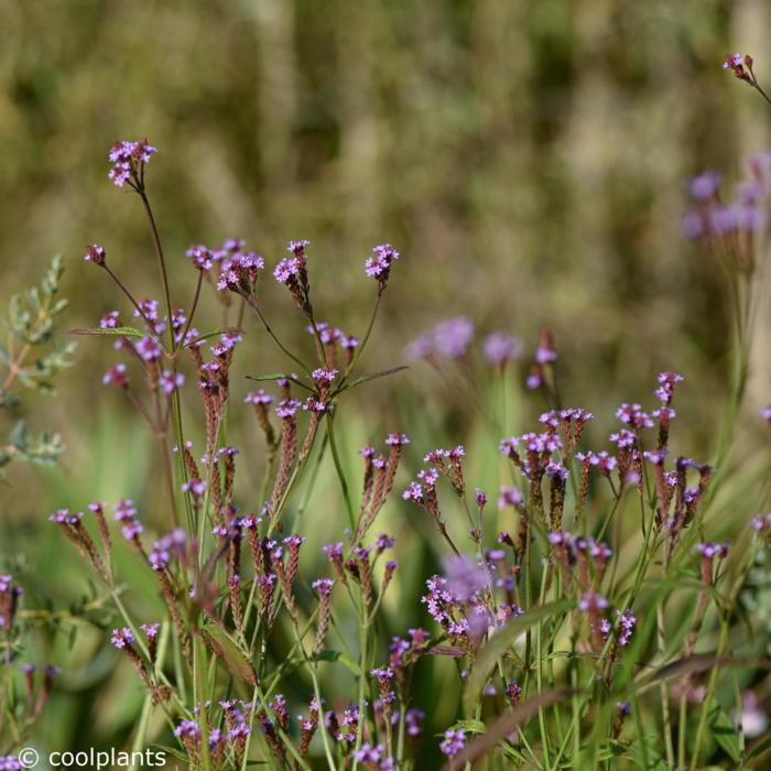 Verbena macdougalii 'Lavender Spires' plant