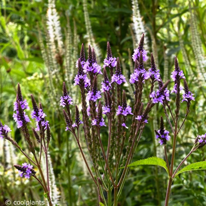 Verbena macdougalii 'Lavender Spires' plant