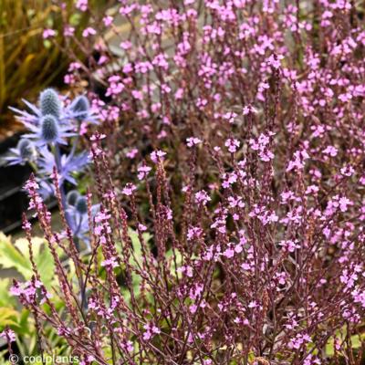 verbena-verbena-officinalis-var-grandiflora-bampton