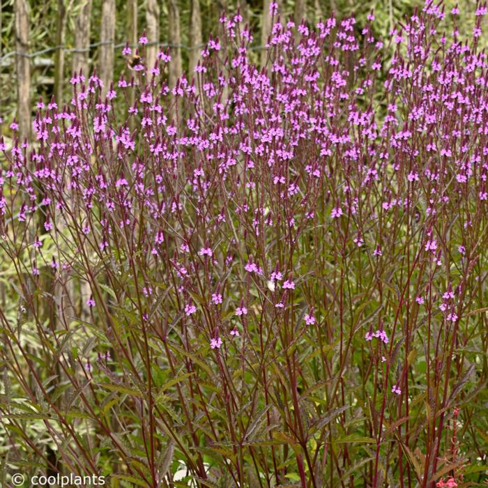 Verbena x baileyana 'Purple Haze' plant