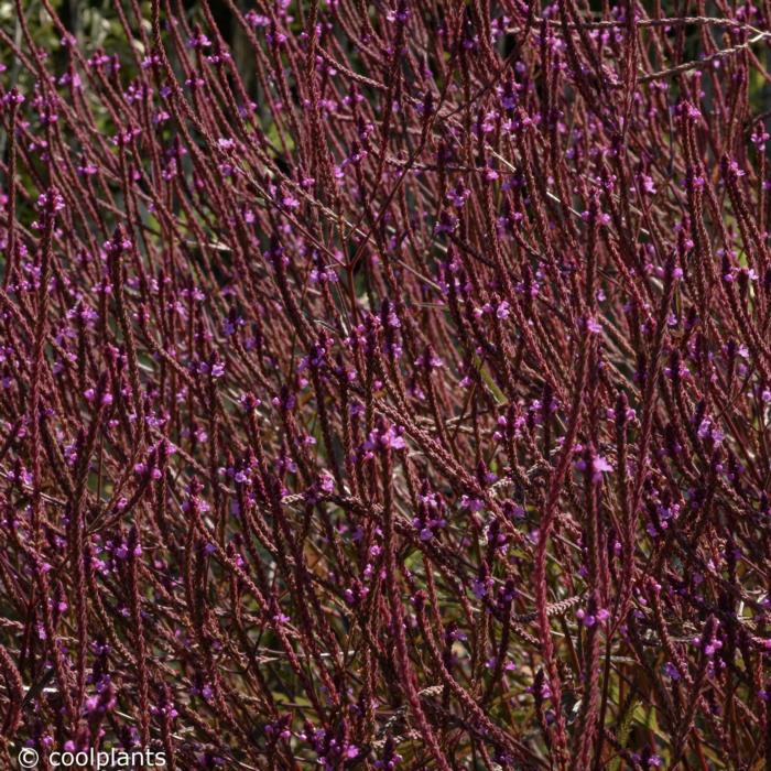 Verbena x baileyana 'Purple Haze' plant