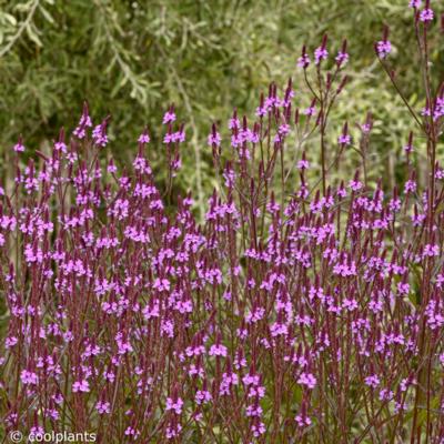 verbena-x-baileyana-purple-haze