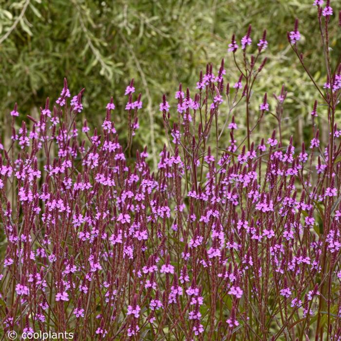 Verbena x baileyana 'Purple Haze' plant