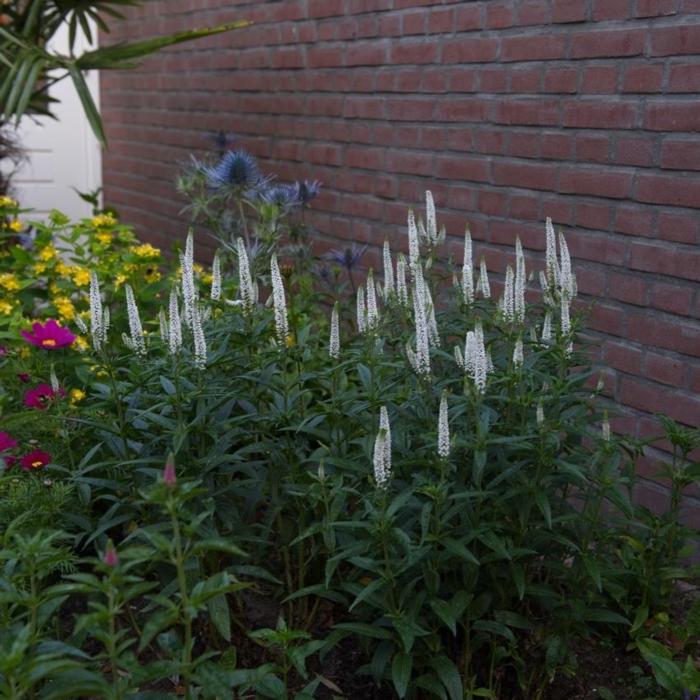 Veronica 'First Lady' plant