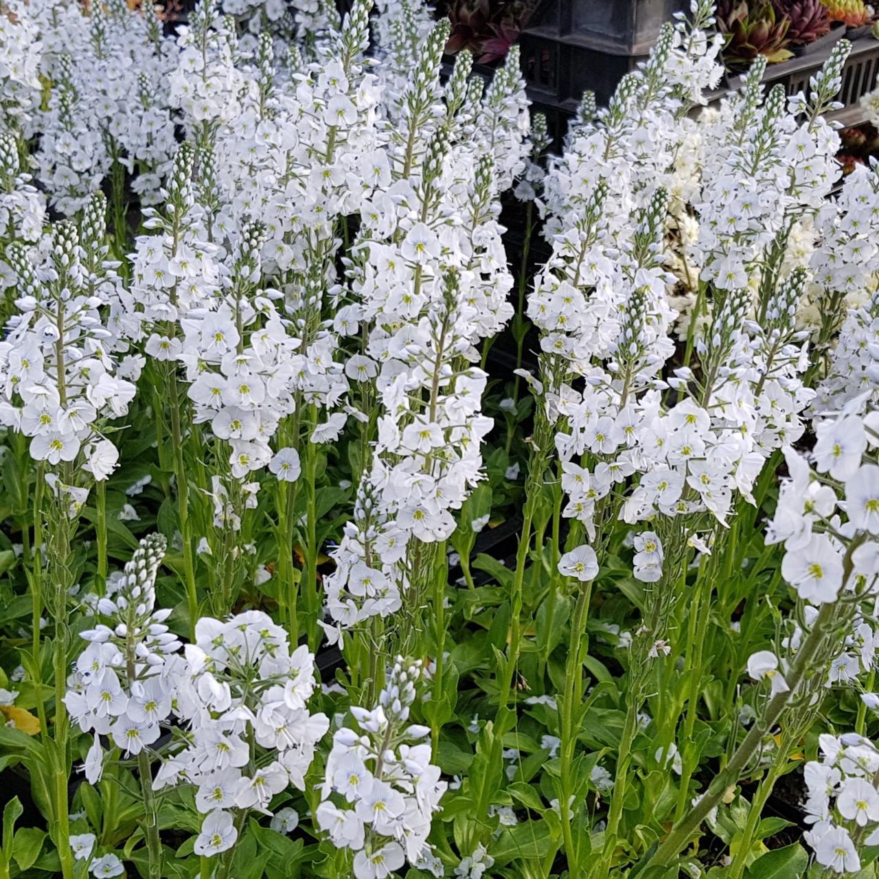 Veronica gentianoides 'Pallida' plant