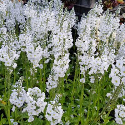 veronica-gentianoides-pallida