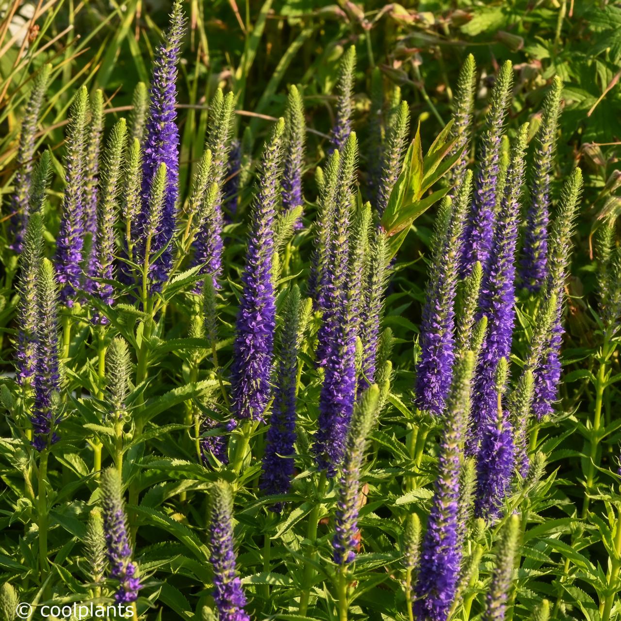 Veronica spicata 'Ulster Dwarf Blue' plant