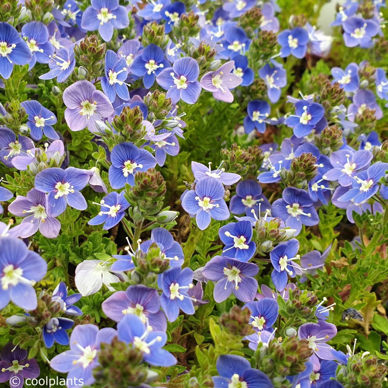 Veronica 'Tidal Pool' plant